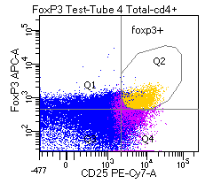 Analyse regulatorischer T-Zellen aus dem peripheren Blut mittels Mehrfarben-Durchflusszytometrie